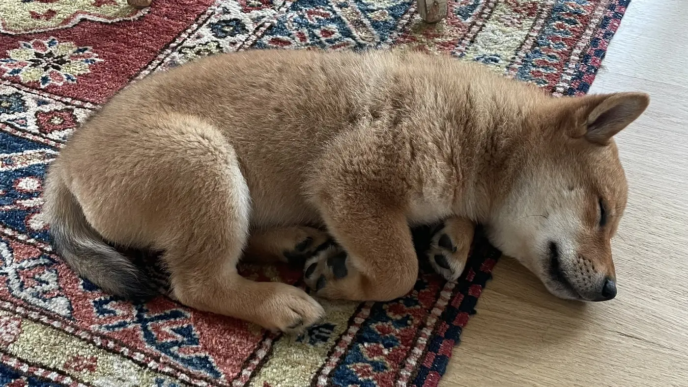 Floki sleeping on a patterned rug as a puppy