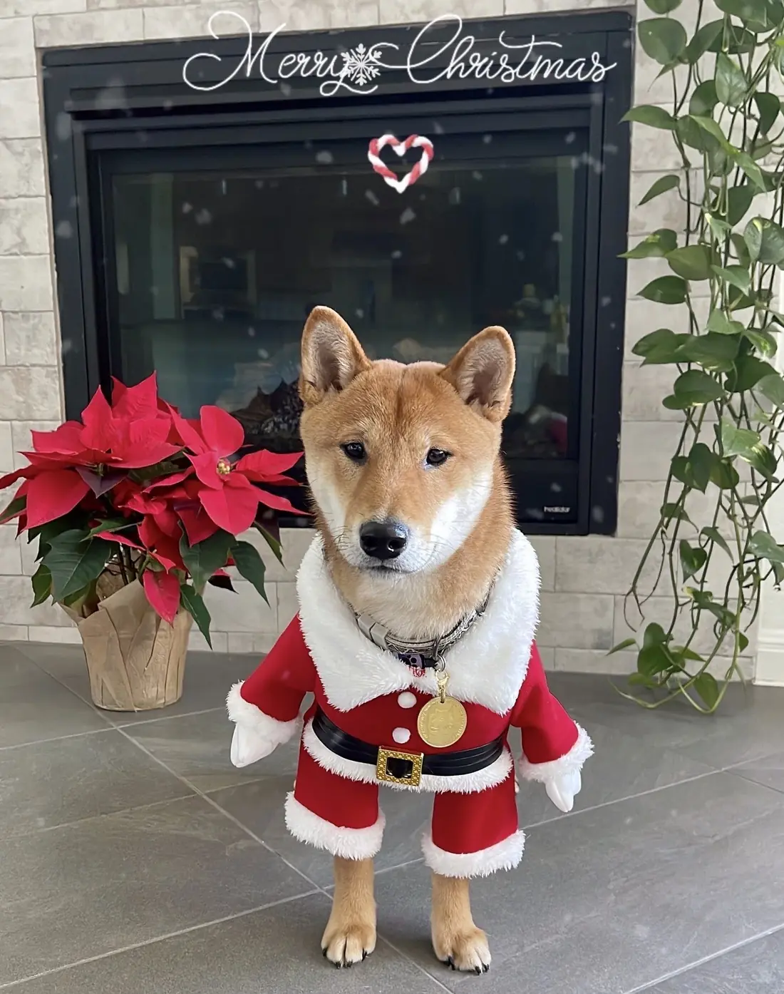 Floki wearing a Santa Claus outfit